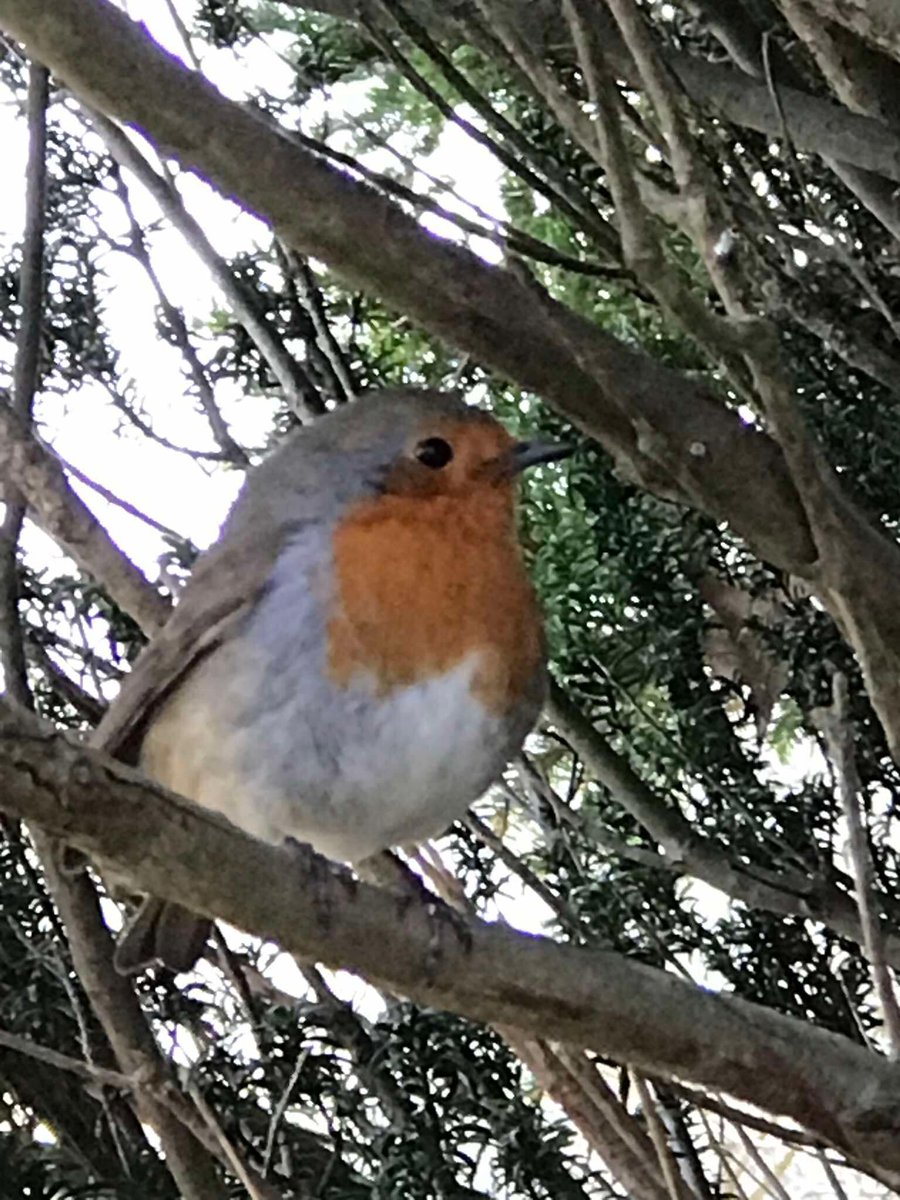 DavidRoger1951's tweet image. 🎶&quot;He rocks in the treetops all day long,
Hoppin&apos; and a-boppin&apos; and a-singin&apos; his song&quot; 🎶
(Rockin&apos; Robin - Jackson 5)

#AlphabetChallenge  #WeekDforDrivetime 🚗