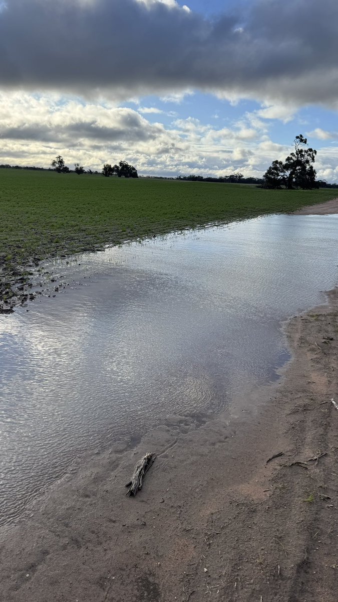 There is nothing like rain and puddles to lift one’s spirits! #plant25 #wheat #barley #AusAg #grains