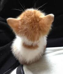 melting4966's tweet image. #이거_윳냥이