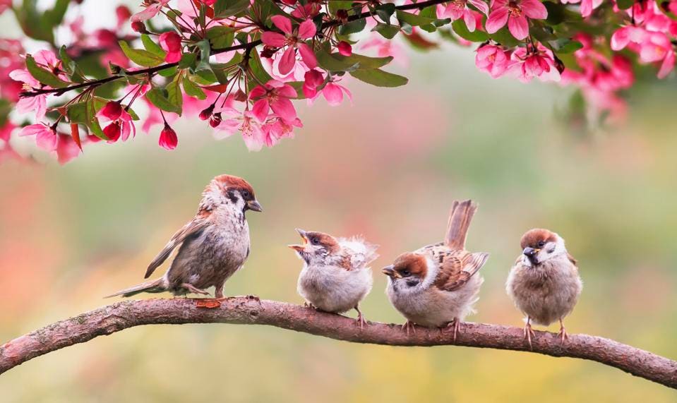 NanbakaAnything's tweet image. Mei Yomidou has brought 1000 birds