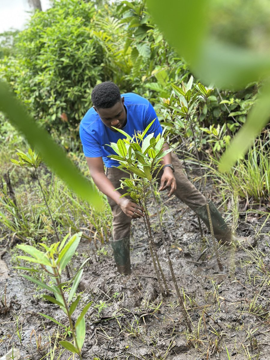 BRC_NG's tweet image. #Mangroves are bustling underwater cities! These unique coastal forests are biodiversity hotspots, supporting a rich tapestry of life from fish and crabs to birds and even monkeys. A true marvel of adaptation and survival!

#BRC #GLFxCalabar #ThinkLandscape #worldmangroveday2025