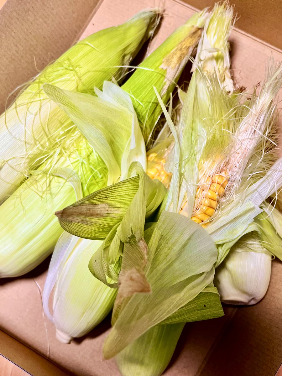 YUU_tkmin's tweet image. 予想以上に豊作でにっこり🌽✨
