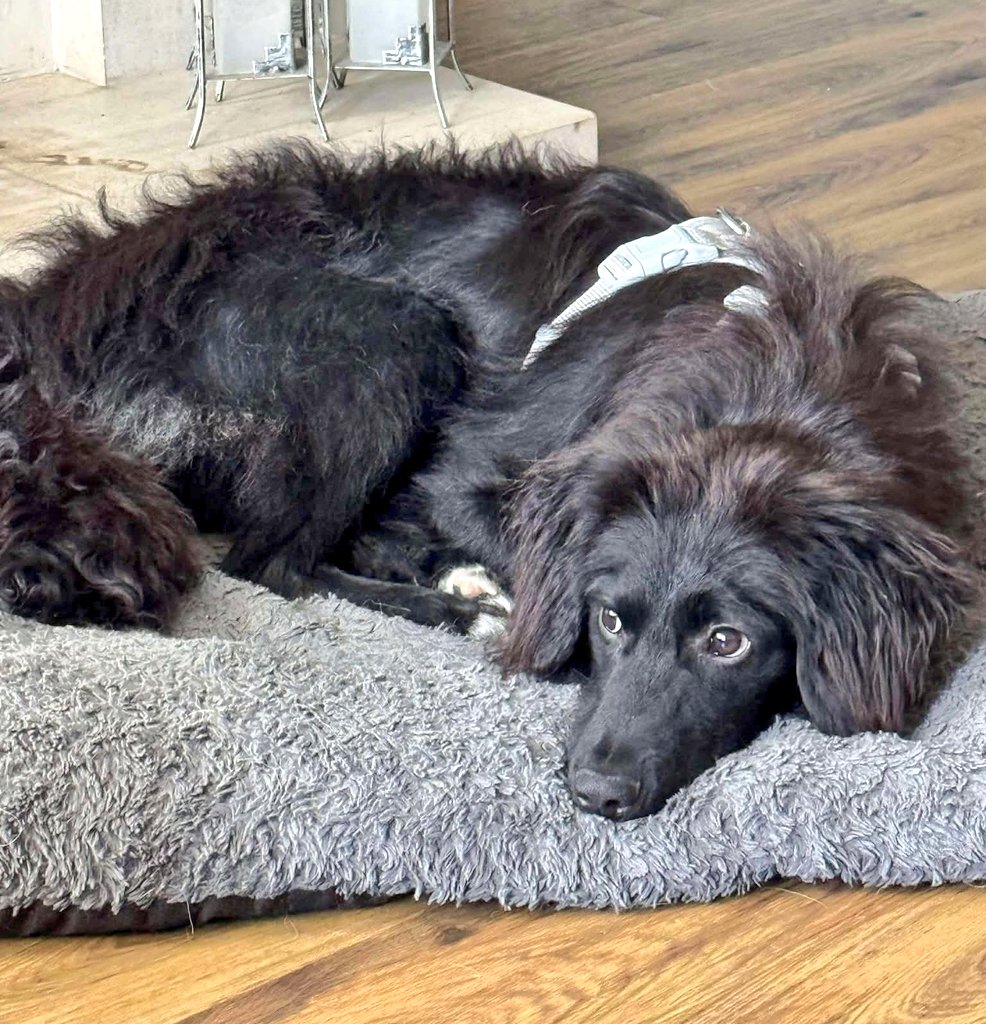 SCD_Rescue's tweet photo. 🏡Jamie & Laird urgently need forever homes 🏡

Jamie and Laird are 2 of Pennys pups who are currently in foster together in Worcester. 

Sadly their foster is away for August so on Thursday they will be back at kennels💔

This will be awful for them after being in homes for a little while now. 

So we need everyone’s help to find these boys homes 🙏🏻

Both boys are approx 8 months old and are such adorable sweet boys! They are great with other dogs in the home and on walks! Both are living with cats too! 

They are doing great with their training, know sit, stay, leave and paw (Jamie even goes on his back legs for paws😂🥹) 

They really are super pups and would make amazing additions to families. 

They are fine to go to separate homes - JAMIE is the one in the blue harness and has the smoother head fur. LAIRD is the one in the grey harness and has the fluffy baby head fur🥹

JAMIE
https://t.co/pOCfaGGAeP

LAIRD
https://t.co/lplGiaim6V

PLEASE SHARE