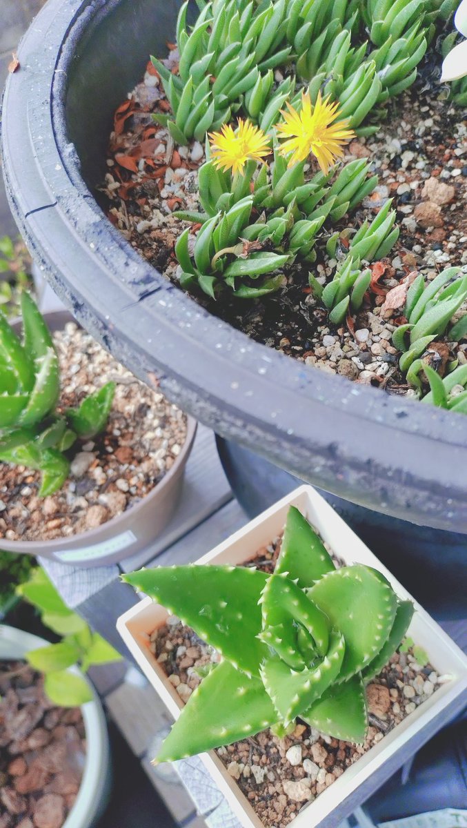 仕事終わって帰ってくるとプランターきゅうりが水切れしてたO⁠_⁠o
妻が点滴で水やりできないか聞かれたから調べてなんとなく作ってみたらなんか行けそう🎵
めだかやっててよかった❗️（笑）
バナナの木が急激に大きくなってきた🎵
ビオにも稚魚育ってるしいい感じだ｡⁠◕⁠‿⁠◕⁠｡