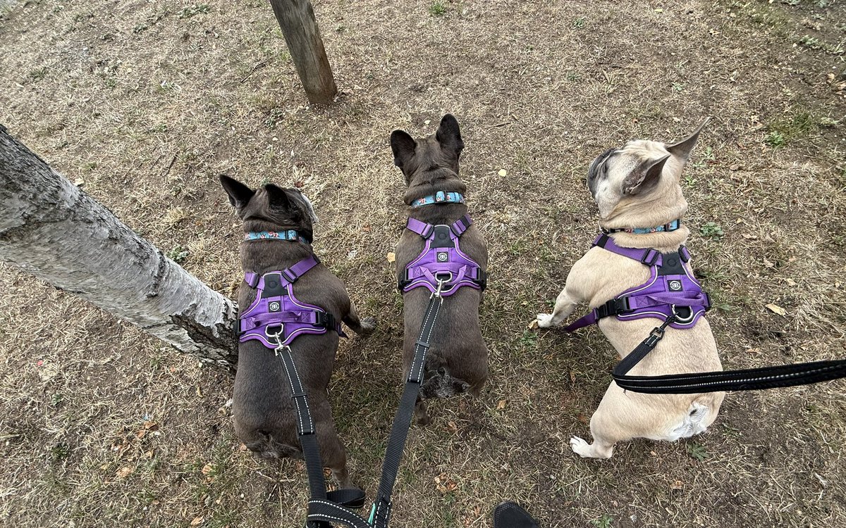 SL_Dee73's tweet image. Snuggles, waking the hoomum up & walks are what Sundays are all about ๐พ๐พ๐พ
