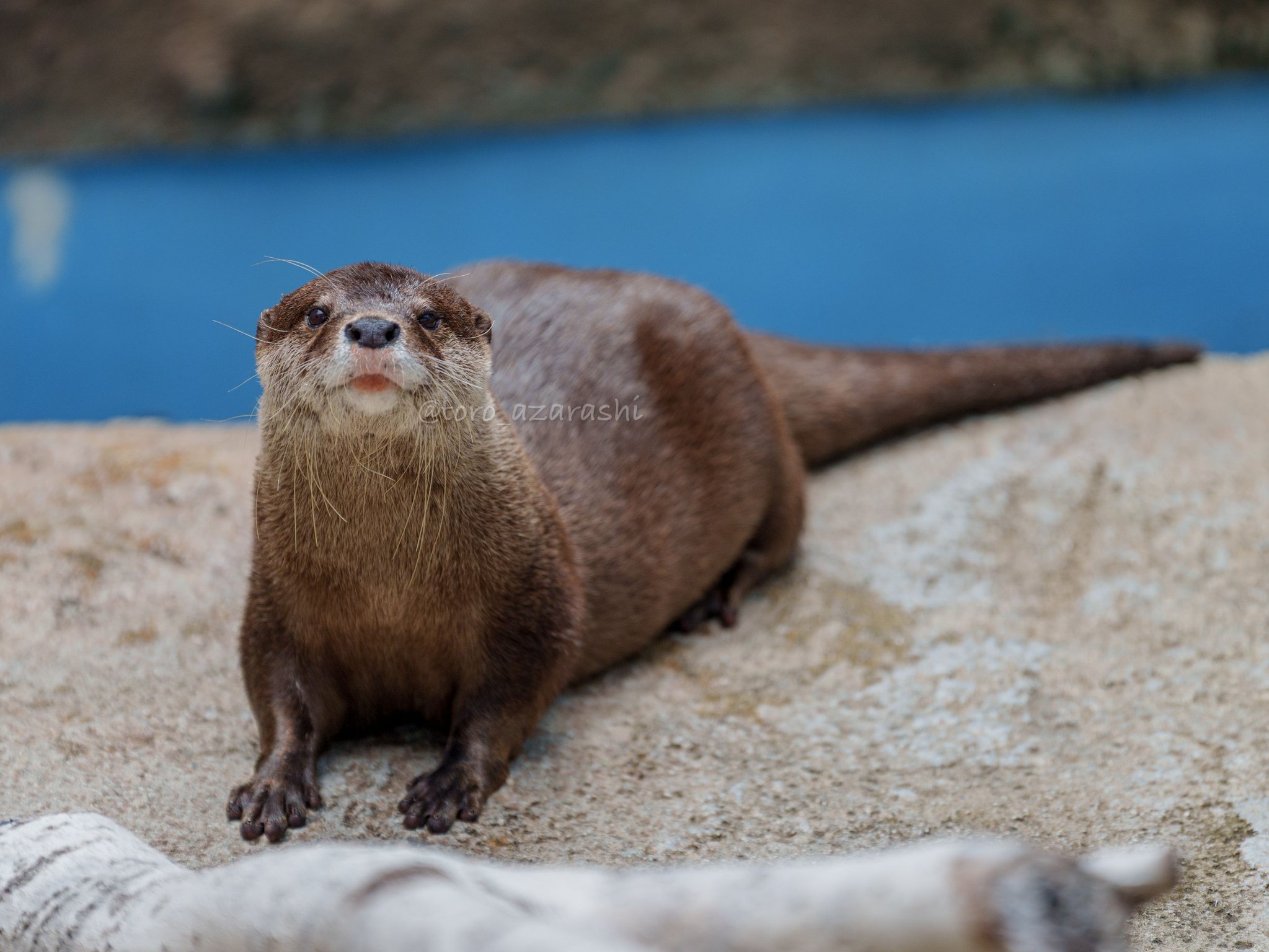 コツメカワウソ 100K SUB SPECIAL! Kotaro the Otter Best Memories - YouTube