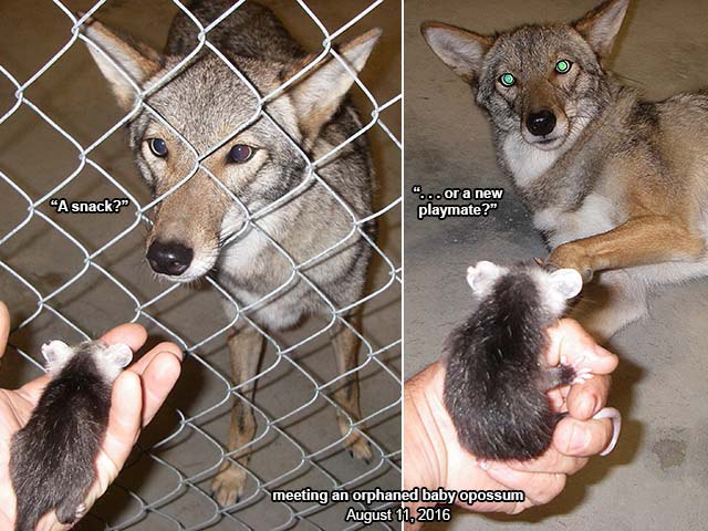 HourlyYote's tweet image. [🔗](api.tinyfox.dev/hourly/yotes/s…)