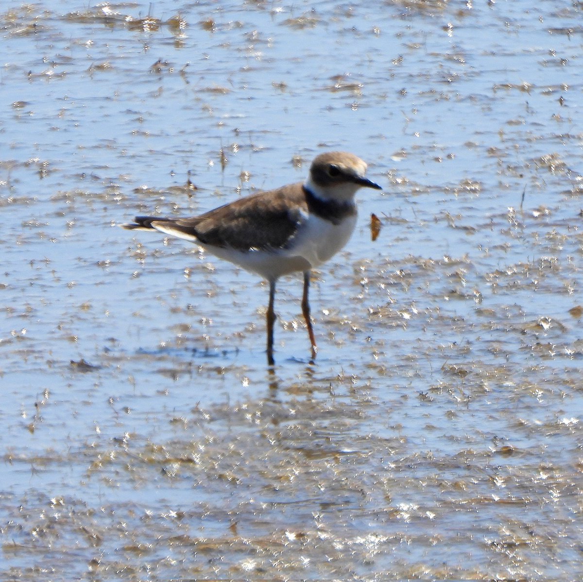 mitchellsnik's tweet image. Some of the birds I've enjoyed seeing doing what state in Greece. swallows, hoepoo, crested lark, Kentish plover.