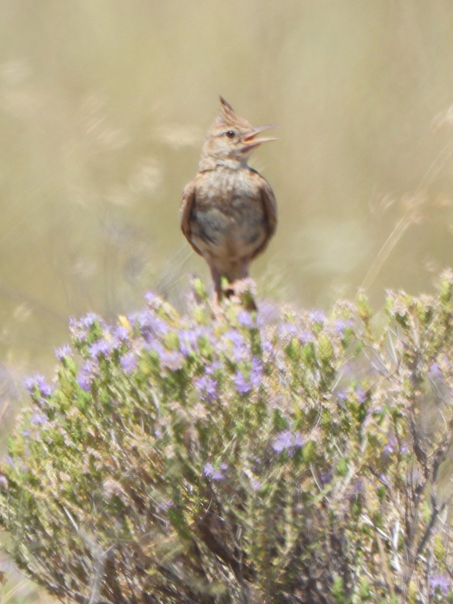 mitchellsnik's tweet image. Some of the birds I've enjoyed seeing doing what state in Greece. swallows, hoepoo, crested lark, Kentish plover.