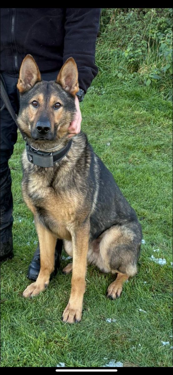 StaffsDogs's tweet image. 137 of 12/7/25
Following a fail to stop in the Stone area, the suspect decided to decamp and play hide and seek, hiding on the roof of a shed. PD PIERCE arrived and made light work of locating the male who was arrested for a number of offences. Good work Pierce 🐾 👍