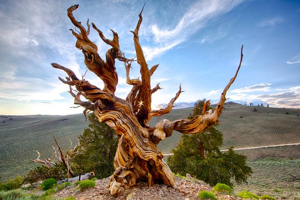 Did you know that the world's oldest known tree, a bristlecone pine nicknamed Methuselah, is over 4,800 years old? Imagine the stories it could tell!