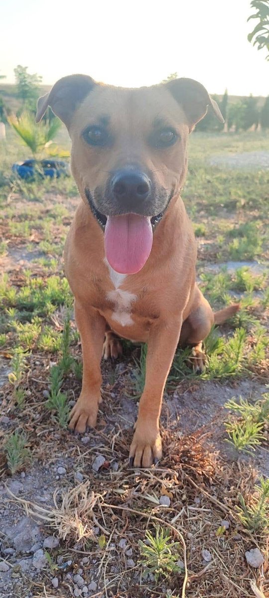 SfHuellas's tweet photo. 🌼🐶LAIKA EN ADOPCIÓN!! 🐶🌼

Está preciosidad espera la oportunidad de ser adoptada. Es muy buena y juguetona, se lleva muy bien con otros perros, así que nos gustaría que su futura familia tenga algún hermanit@ peludo. https://t.co/2x4FcFRDwd