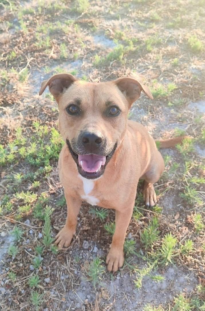 SfHuellas's tweet photo. 🌼🐶LAIKA EN ADOPCIÓN!! 🐶🌼

Está preciosidad espera la oportunidad de ser adoptada. Es muy buena y juguetona, se lleva muy bien con otros perros, así que nos gustaría que su futura familia tenga algún hermanit@ peludo. https://t.co/2x4FcFRDwd