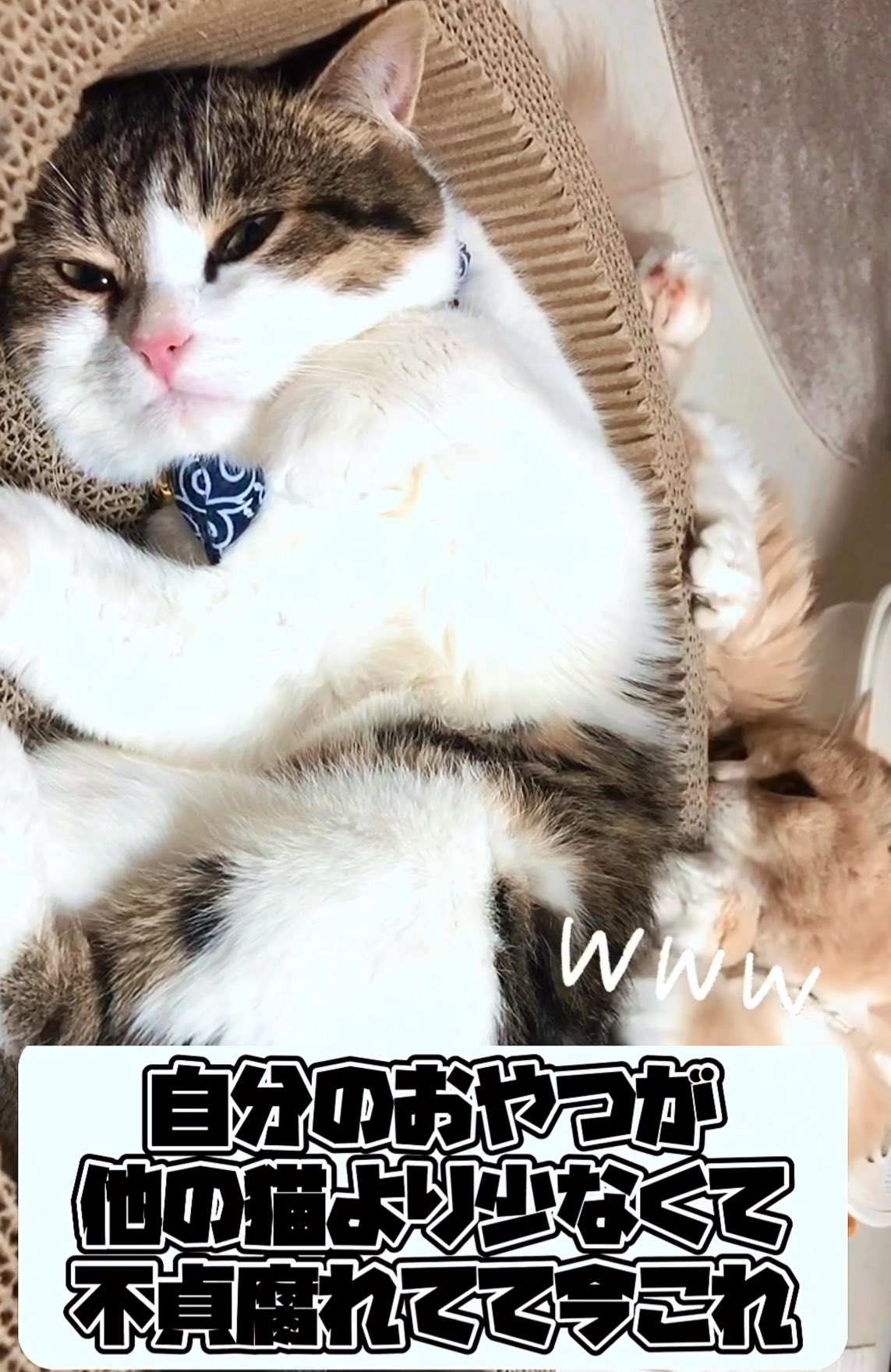 やせねこ様 ニコちゃんとこたろう先生とトロとわさび姐さん on X: 