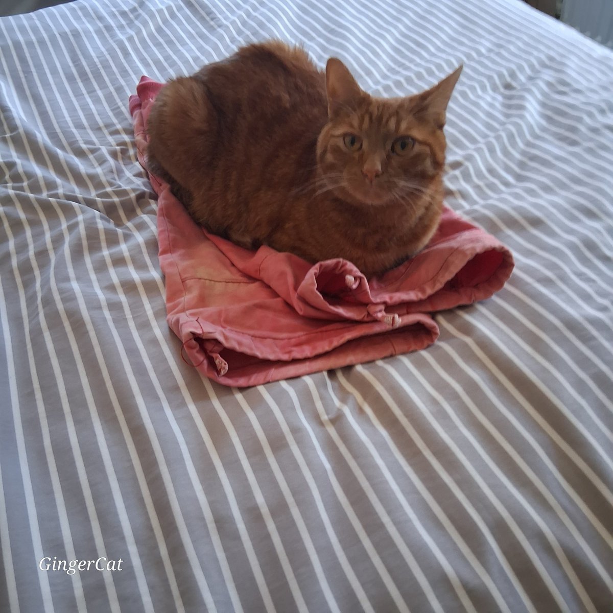 ✨️ Happy Sunday Everyone ✨️

I'm so impressed,  whilst I was in the shower #Buddy has ironed my shorts 😸 🧡

Happy #Caturday Weekend All
#Cats #CatsAreFamily