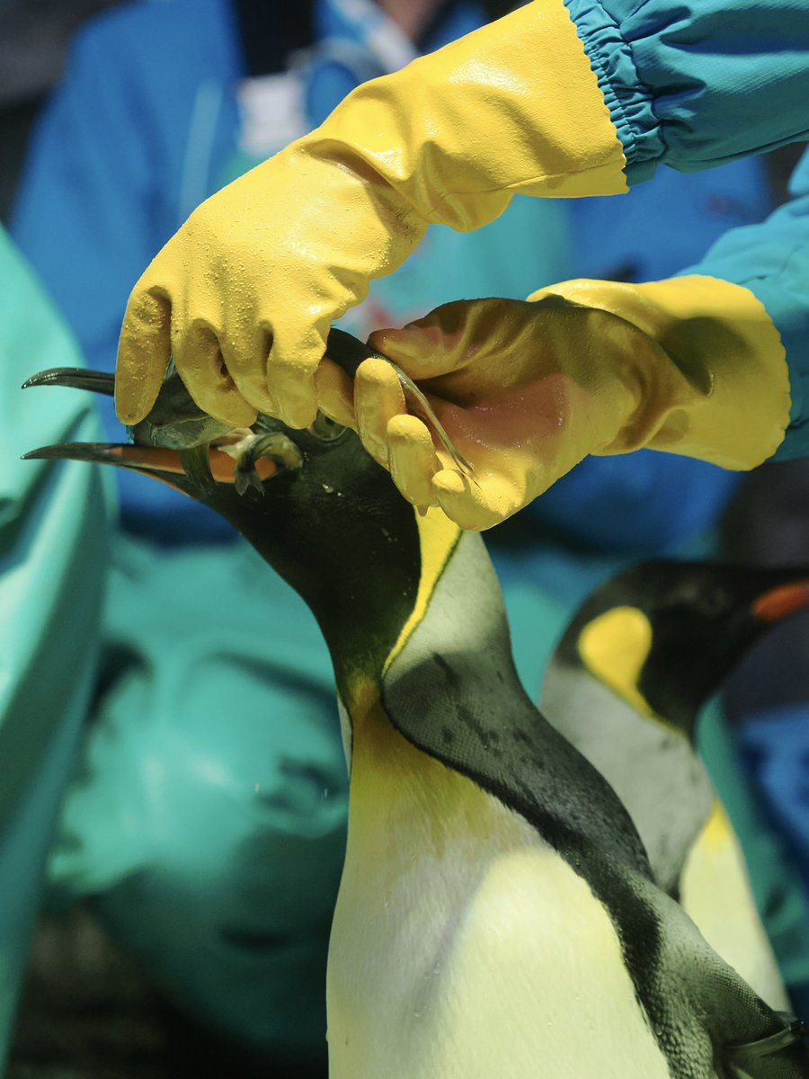 u2e6x's tweet image. おさかな詰め放題
 #オウサマペンギン #海遊館