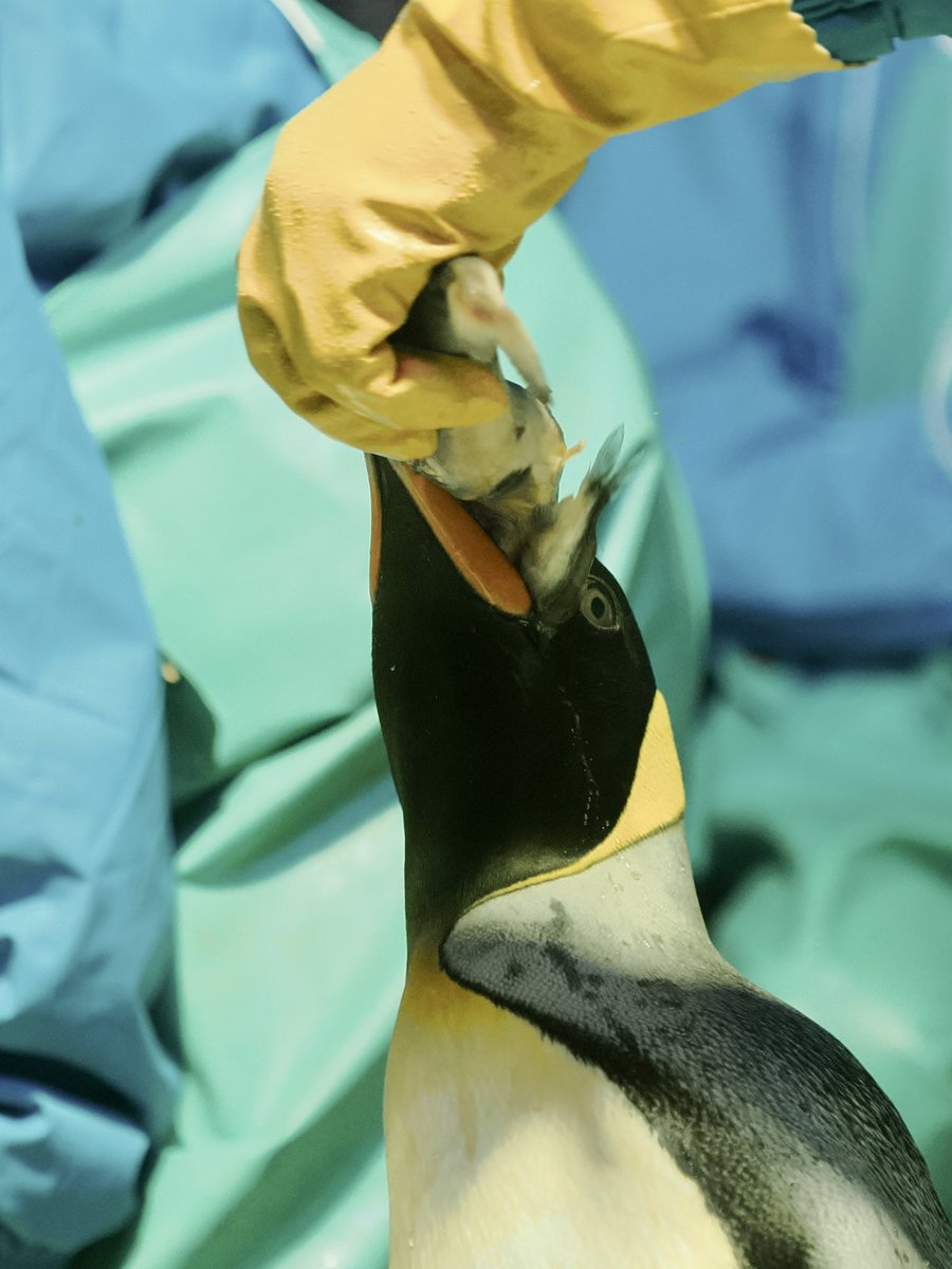 u2e6x's tweet image. おさかな詰め放題
 #オウサマペンギン #海遊館
