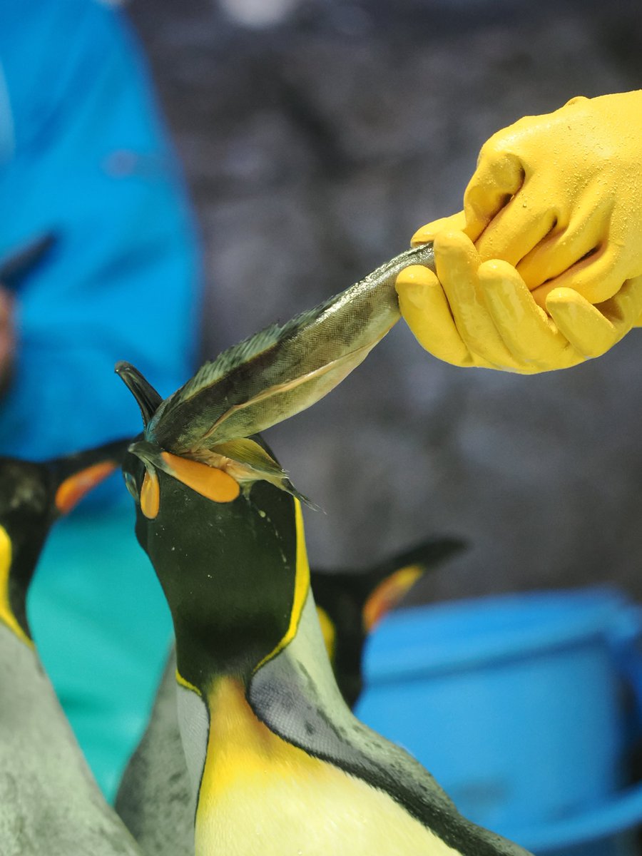 u2e6x's tweet image. おさかな詰め放題
 #オウサマペンギン #海遊館