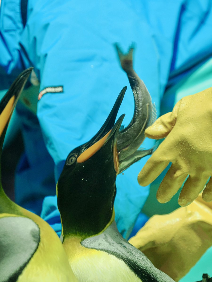u2e6x's tweet image. おさかな詰め放題
 #オウサマペンギン #海遊館
