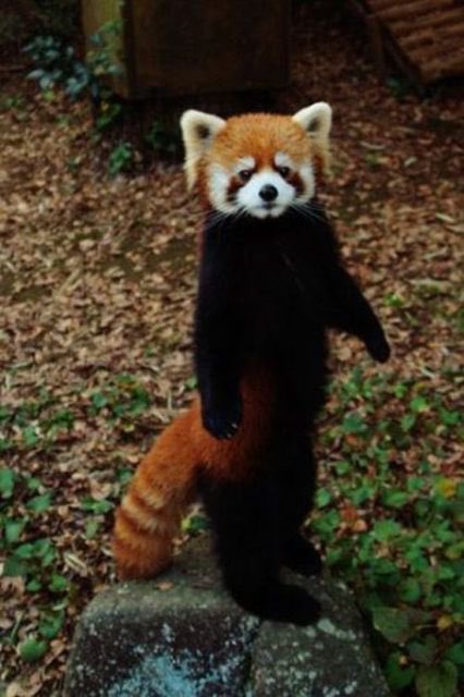binestom's tweet image. My Sundays joy. 
#TomHiddleston and #RedPanda