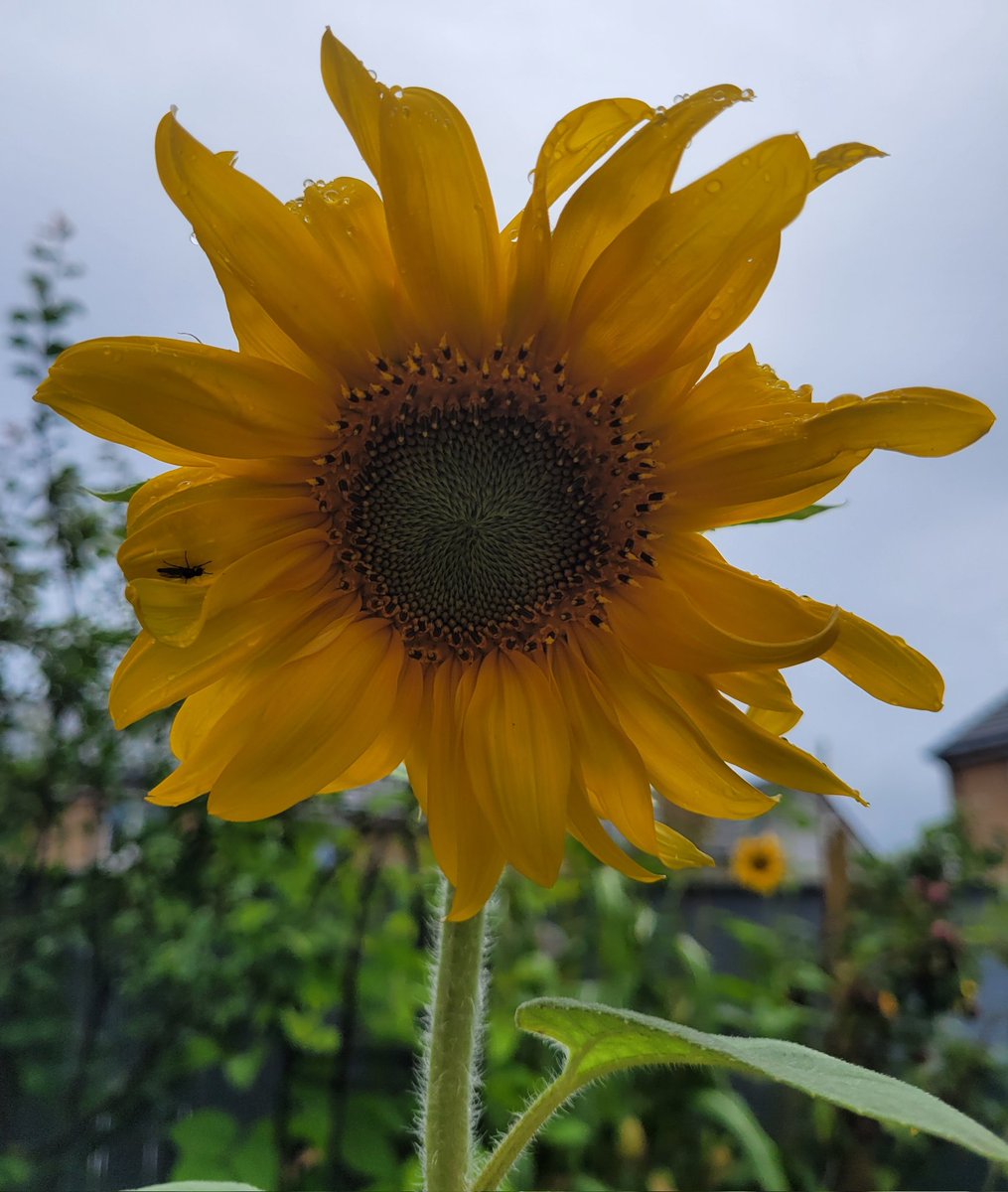 SkyDiaryScot's tweet image. Sunflower, in the rain, for today&apos;s #SundayYellow