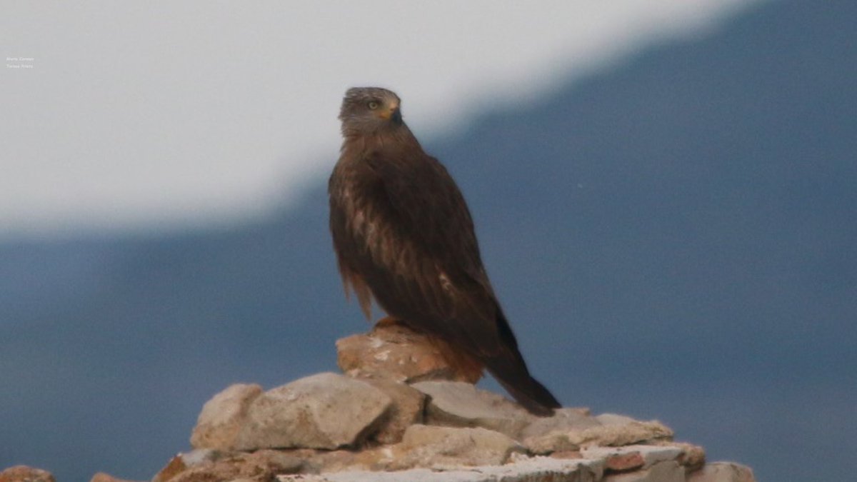 Temperatura 🌡 a las 8h  11.3°
Buen y feliz día para todos.
Domingo 27 de julio 2025
 Bonitos campos en el límite entre Used ( Aragon) y La Yunta ( Castilla- Mancha)