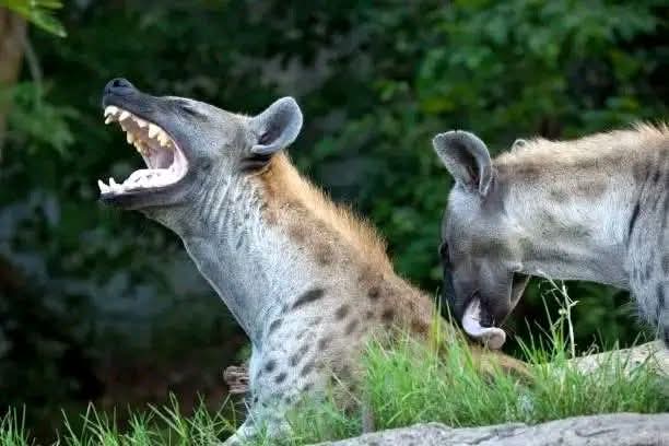 Nature's best kept secret.
Hyenas can mate up to 20 times in one day?

Now you understand why they’re always happy and laughing like this

We know 20 will leave you without spinal cords. At least 5 daily for ultimate happiness, unless you are completely finished.