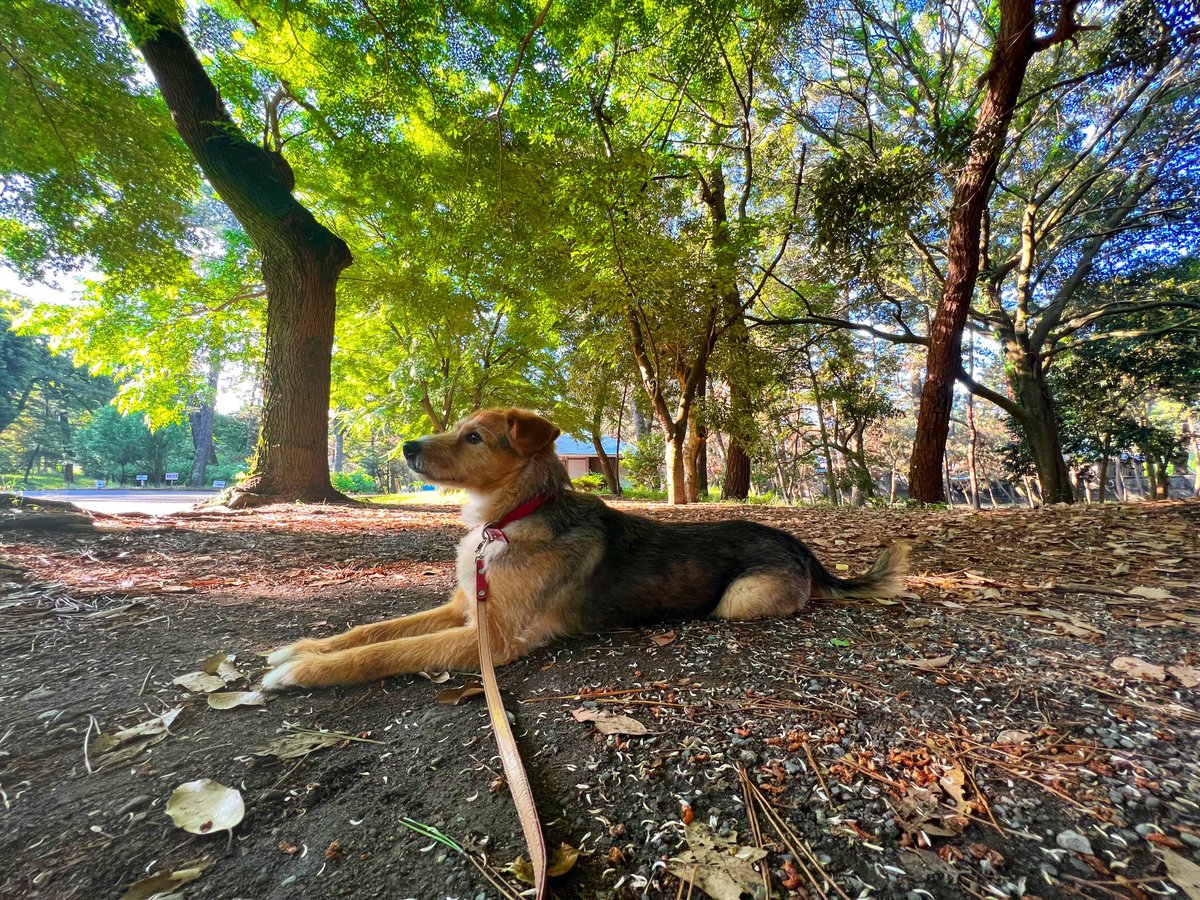 Towayamada's tweet image. 毎秒犬を上げろという指令があったので、過去写真ですが上げます