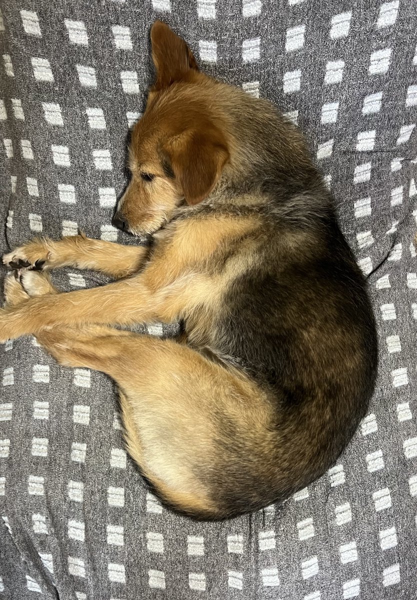 Towayamada's tweet image. 毎秒犬を上げろという指令があったので、過去写真ですが上げます