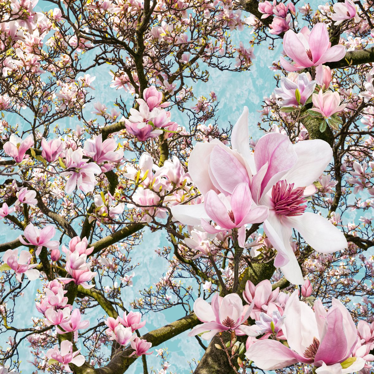 SaskiaBoelsums's tweet image. Bloei