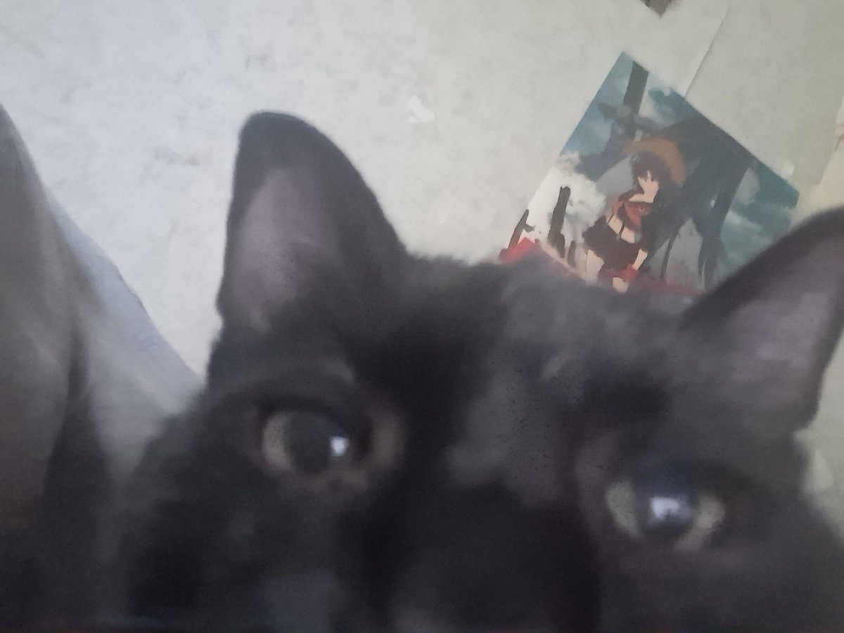 Akeozul's tweet image. Drawings will be later, so look at my cats