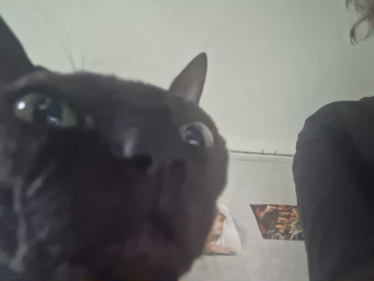 Akeozul's tweet image. Drawings will be later, so look at my cats