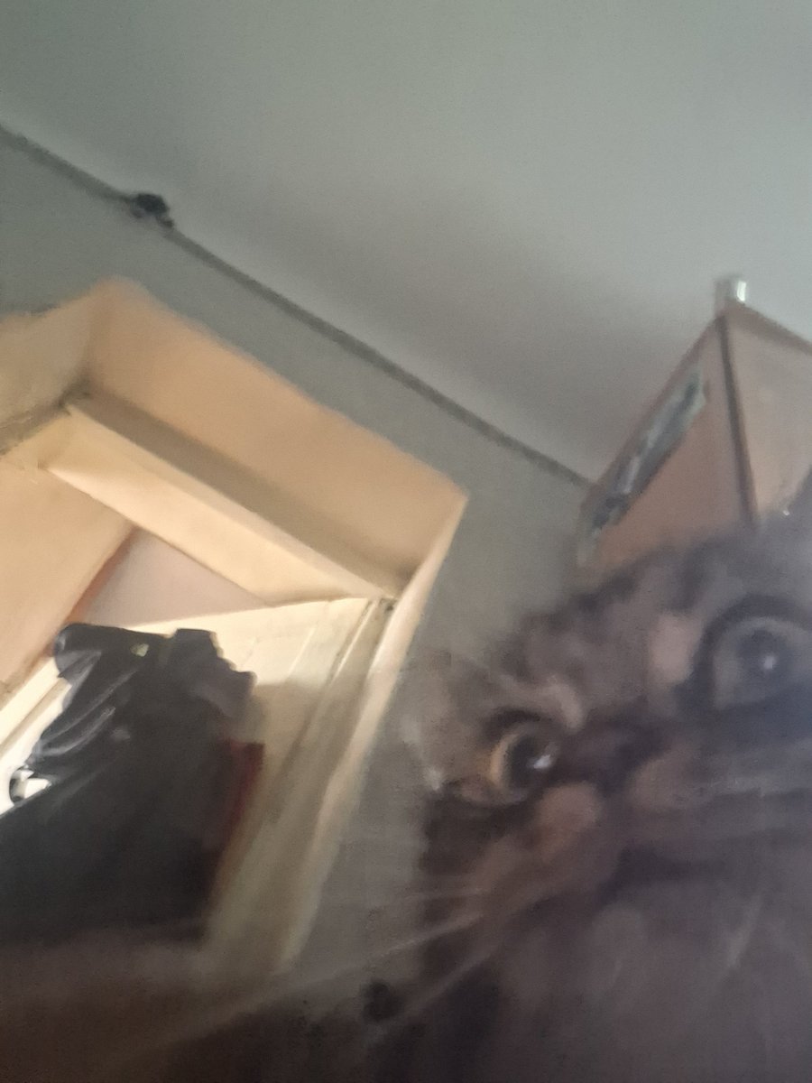 Akeozul's tweet image. Drawings will be later, so look at my cats
