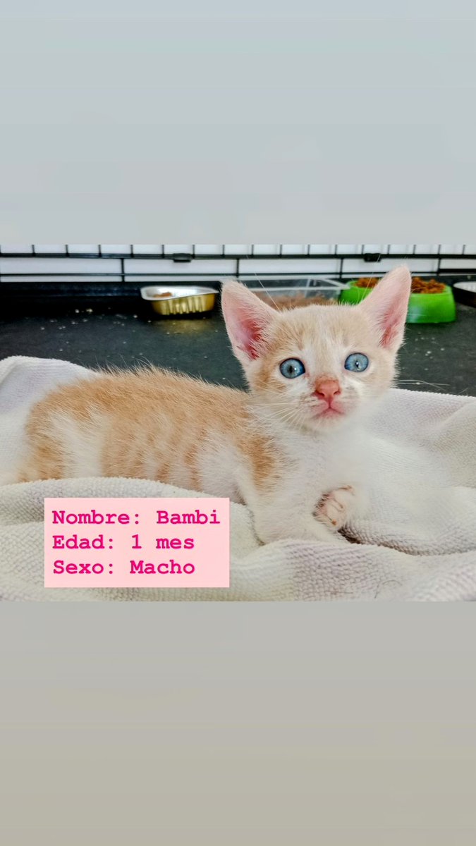 Un infraser intentó asesinar a 
#BAMBI y a sus hermanos arrojándolos a la basura.
Este precioso superviviente 
necesita hogar, tiene un mes y medio y está en #SEVILLA
      ‼️MUY URGENTE‼️ 
☎️ 689 71 20 28  #adopta 
#gatitos #gatos  #ADOPCION