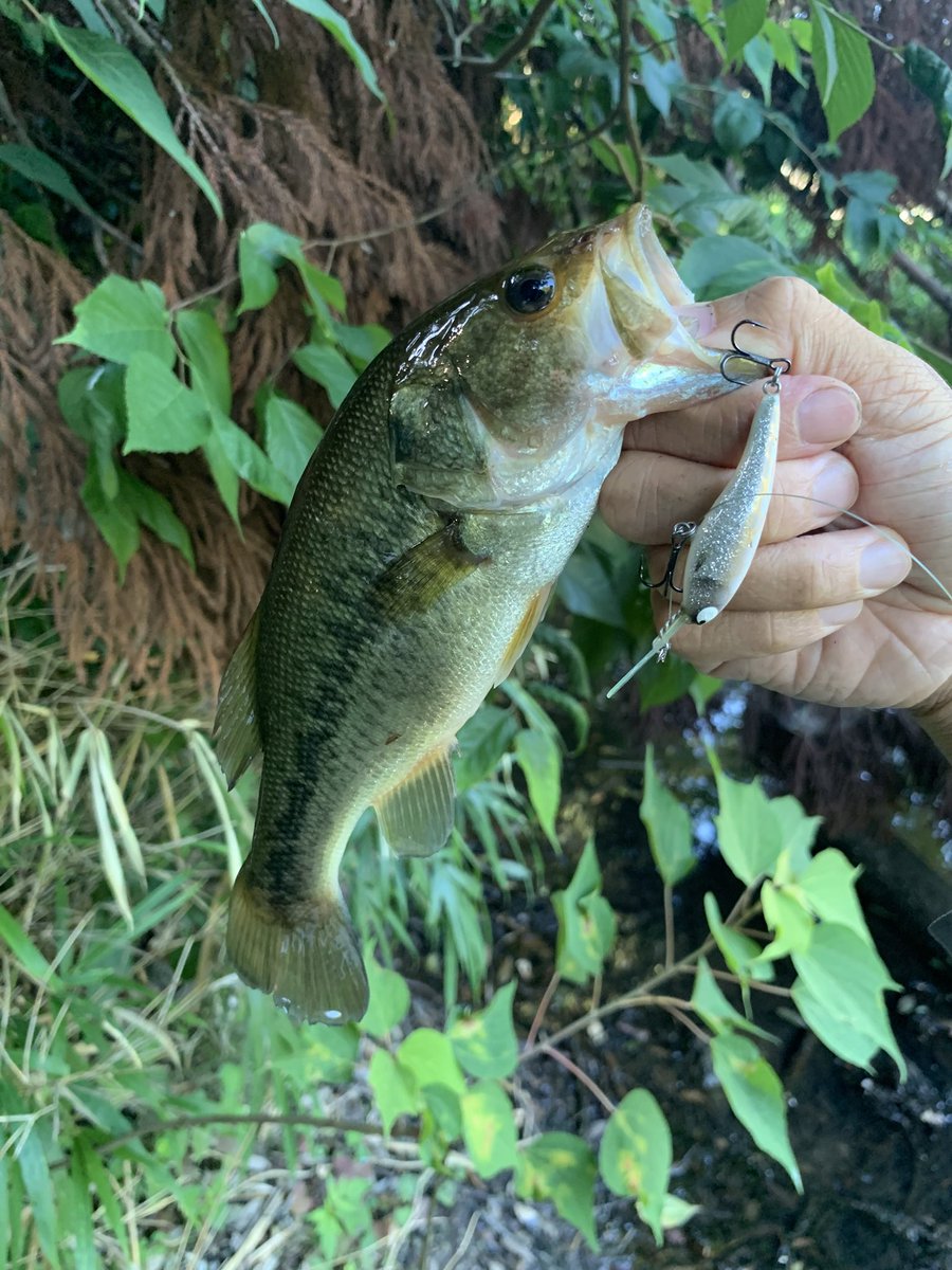 JTL7124's tweet image. 「陽炎シャッド50DR」が良く釣れてます。小さいシャッドについて色々知りたいので、継続して使ってます。jumping-tomato-lures.com/?p=7296