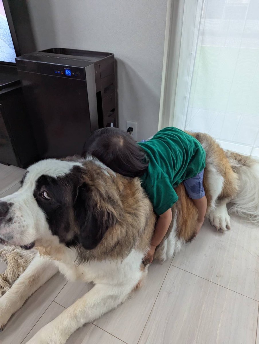 j_kttr's tweet photo. 👶ファ━━━ルコーン！！
🐶何かが乗ってる気がする
にしてもリコの顔が🤣 https://t.co/LNRBvgFgna