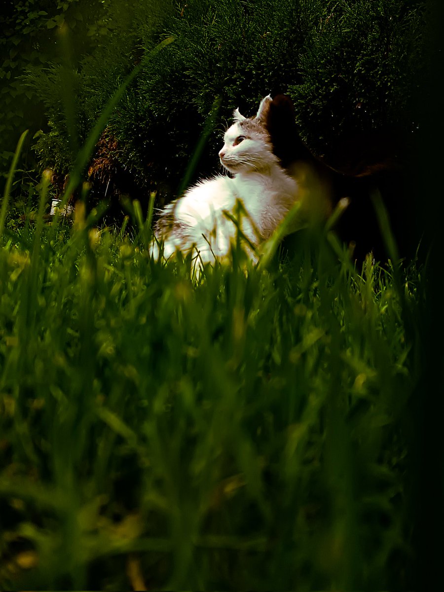 Dzokartin's tweet image. Le cat