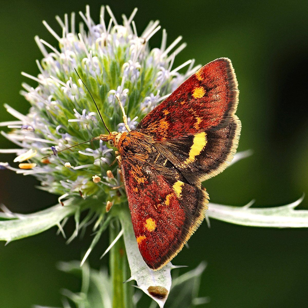 jwood_t's tweet image. The Small Purple and Gold Mint Moths (Pyrausta aurata) are having a good year with double figure totals seen regularly in the garden recently. Photo on the ever popular Eryngium.