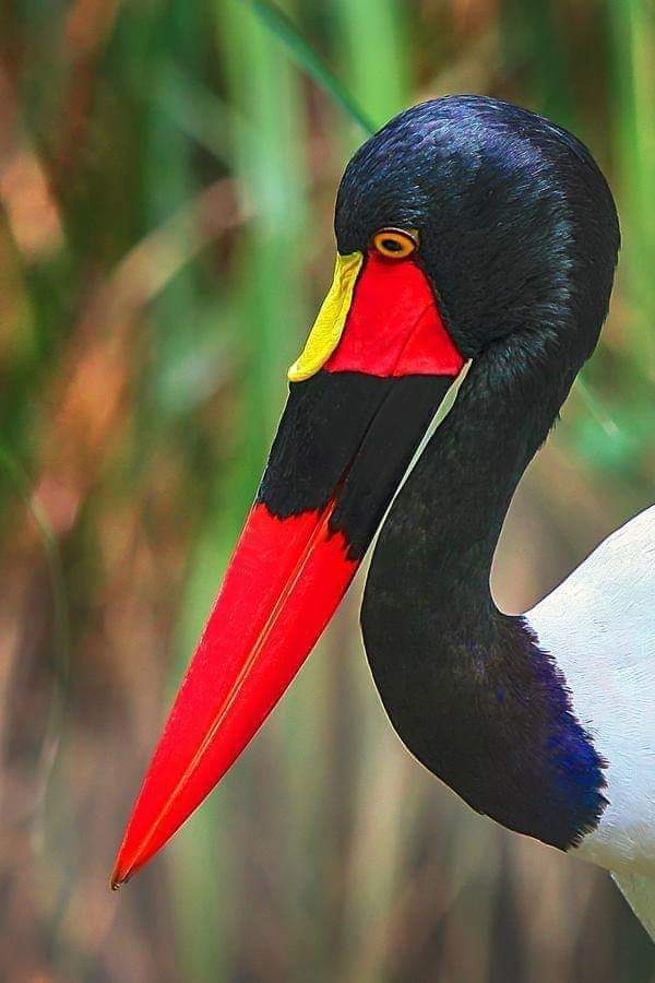 Allah çok güzel yaratmış...