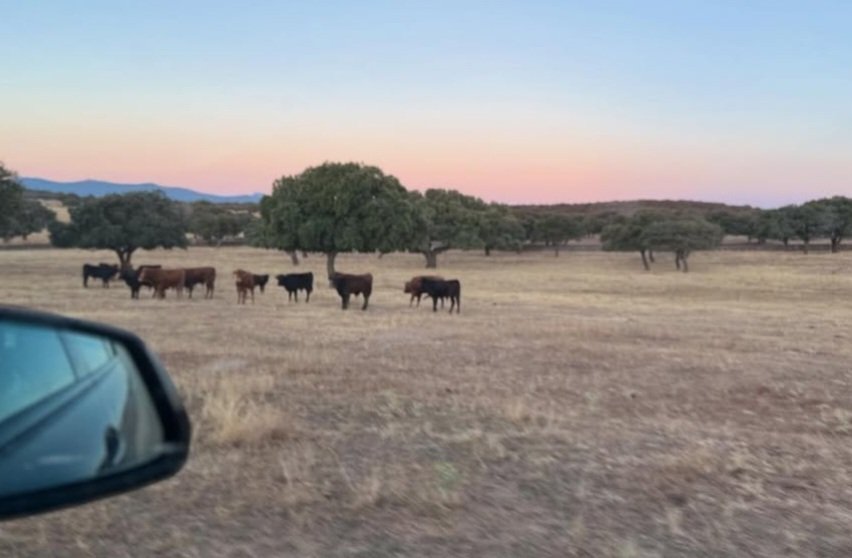 📌 EMBARCANDO las corridas para San Ignacio. 

👉🎟️ 𝗖𝗢𝗠𝗣𝗥𝗔 𝗧𝗨𝗦 𝗘𝗡𝗧𝗥𝗔𝗗𝗔𝗦 taquillas de la plaza y a través 📲 torosazpeitia.com 

#AzpeitiaZezenketaKulturaDa