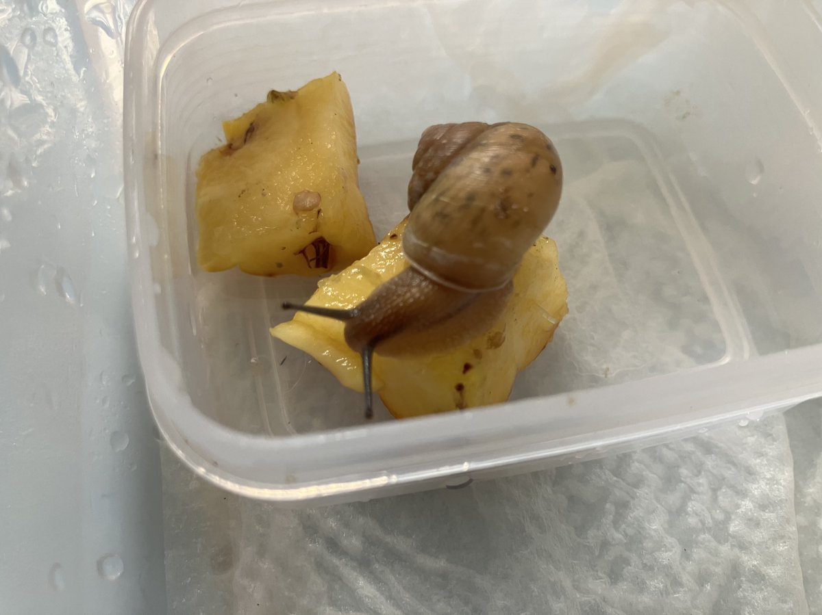 マイマイの飼育をはじめました🐌
まずは身近にいるオキナワウスカワマイマイから！
どんな食性があるのかを見てみたいのでいろんなものをあげてみようと思います。
まずは今の旬、パイナップルから🍍