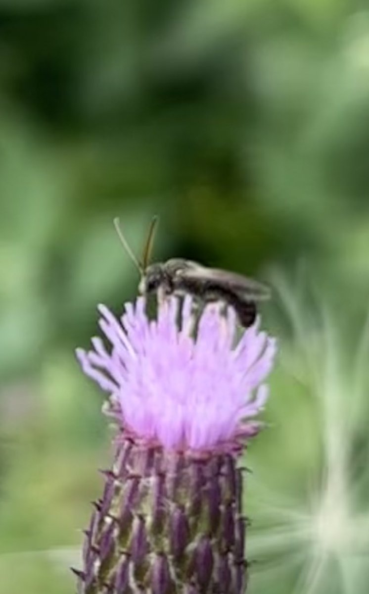 GrahamDenny9's tweet image. Lots about again ! @FarmInvertsUK @LassHill @RabKing___aye @StevenFalk1 @DipteristsForum @flygirlNHM @Rothamsted @s4r4h_l @BumblebeeTrust @PoMScheme