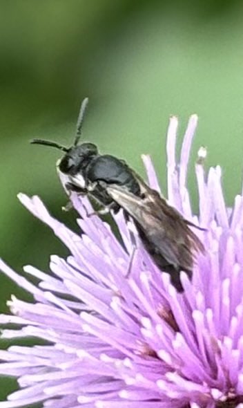 GrahamDenny9's tweet image. Lots about again ! @FarmInvertsUK @LassHill @RabKing___aye @StevenFalk1 @DipteristsForum @flygirlNHM @Rothamsted @s4r4h_l @BumblebeeTrust @PoMScheme