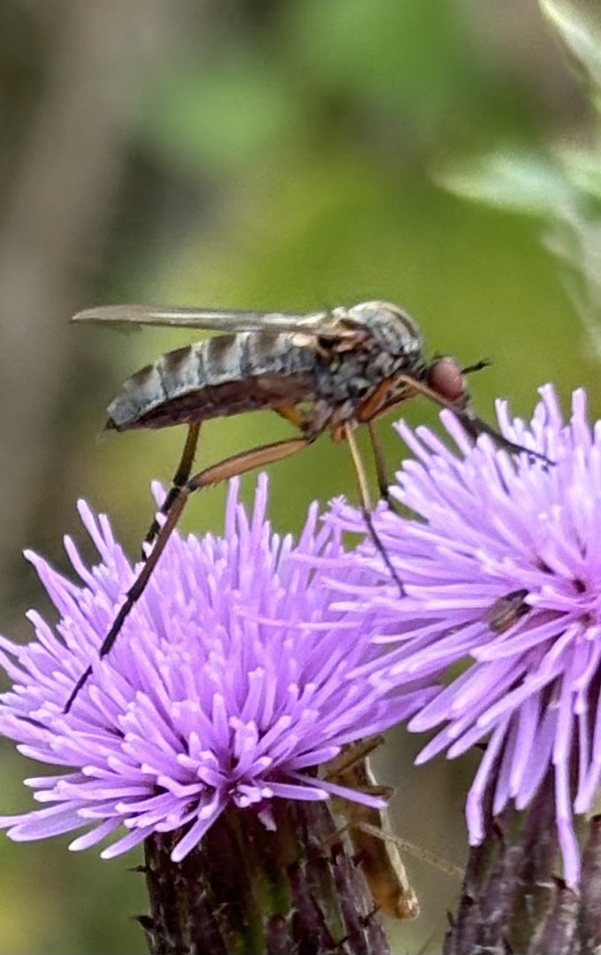 GrahamDenny9's tweet image. Lots about again ! @FarmInvertsUK @LassHill @RabKing___aye @StevenFalk1 @DipteristsForum @flygirlNHM @Rothamsted @s4r4h_l @BumblebeeTrust @PoMScheme