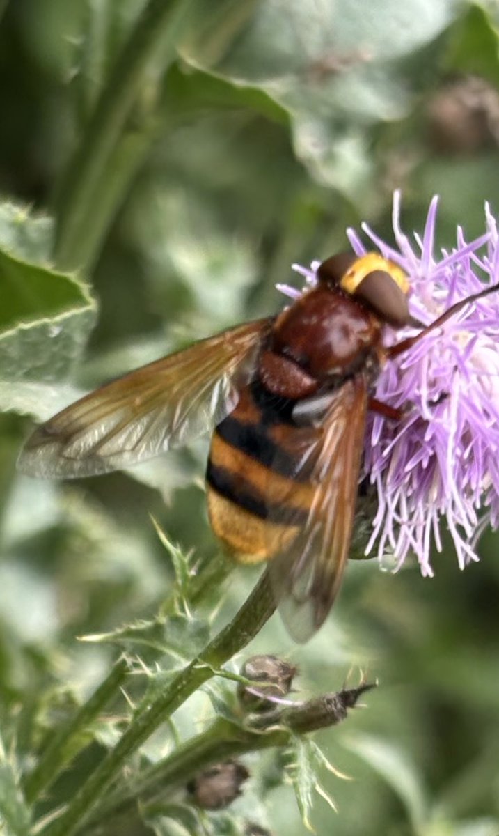 GrahamDenny9's tweet image. Lots about again ! @FarmInvertsUK @LassHill @RabKing___aye @StevenFalk1 @DipteristsForum @flygirlNHM @Rothamsted @s4r4h_l @BumblebeeTrust @PoMScheme