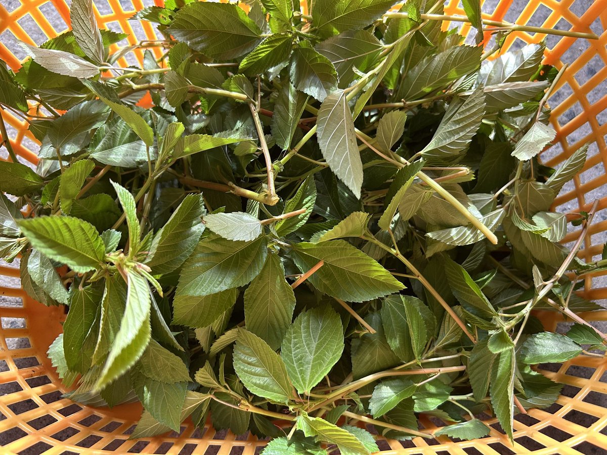 QE3PNkX7IEZPrBh's tweet image. 家庭菜園👨🌾7月27日☀️その⑤
第1区画の端
3株のモロヘイヤ
籠🧺半分ぐらい?収穫🤗
日陰で葉っぱのみ…地道に?コツコツて採りました🍃🍃🍃🍃🍃
→モロヘイヤを刻みネバネバ
モズクに混ぜて食べる予定です😋