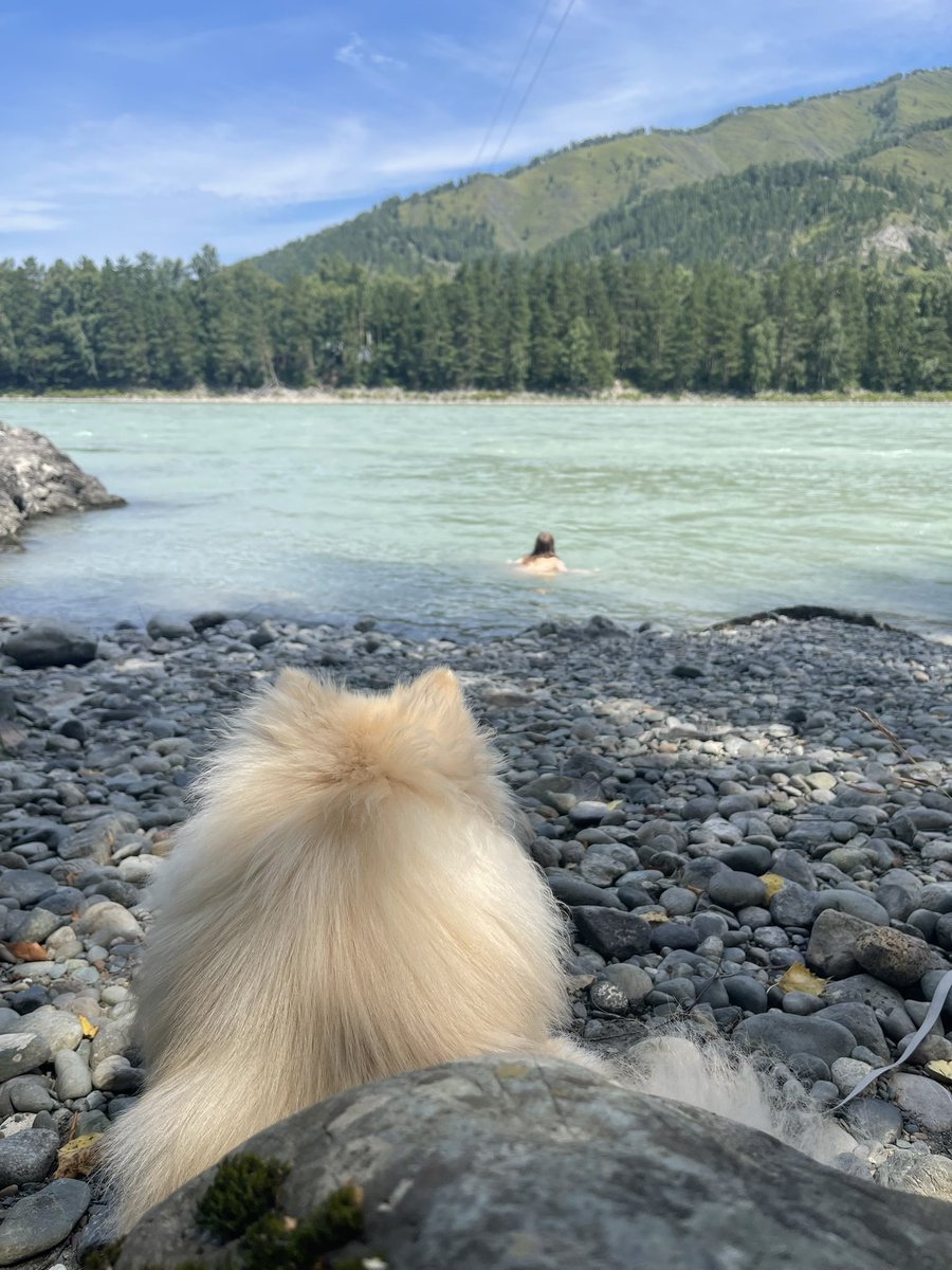 Привезла песю на Алтай, песе нравится