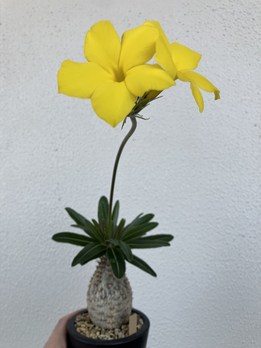 yoph_8's tweet photo. グラキリスの花が咲いた
かわいい🌼
#パキポディウム
#グラキリス実生 https://t.co/OZma74g14A