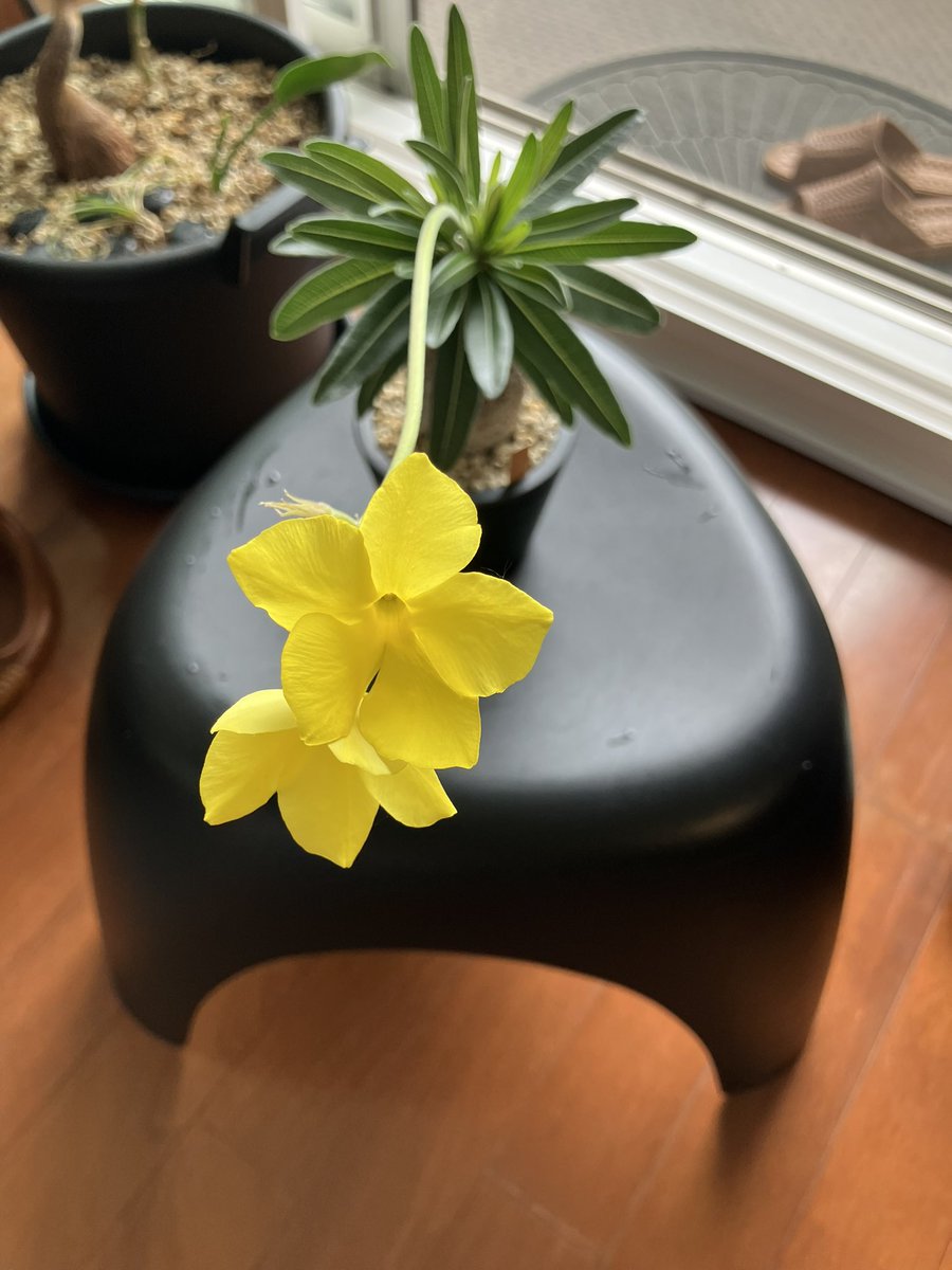 yoph_8's tweet photo. グラキリスの花が咲いた
かわいい🌼
#パキポディウム
#グラキリス実生 https://t.co/OZma74g14A
