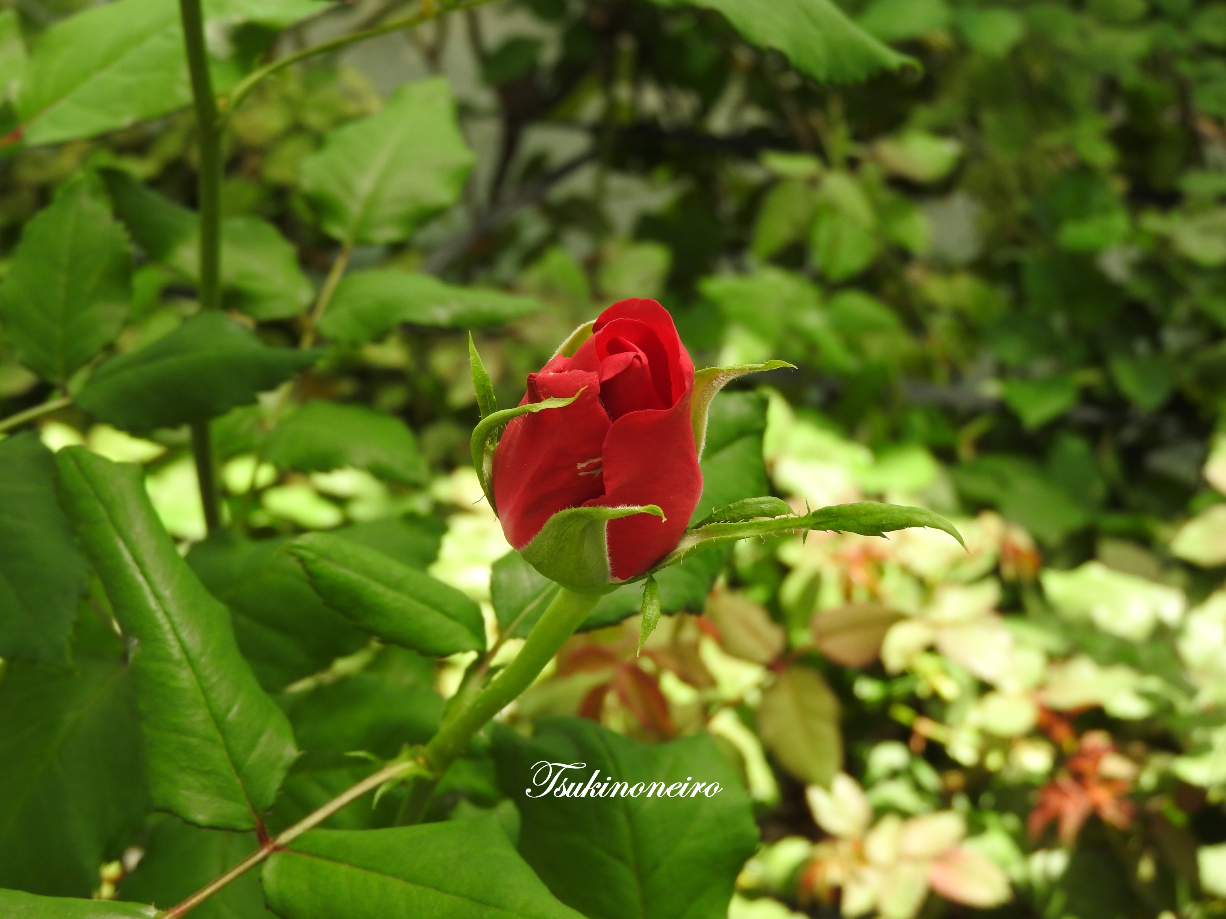 花❁様 62780212b_8_d_720x.jpg?v=